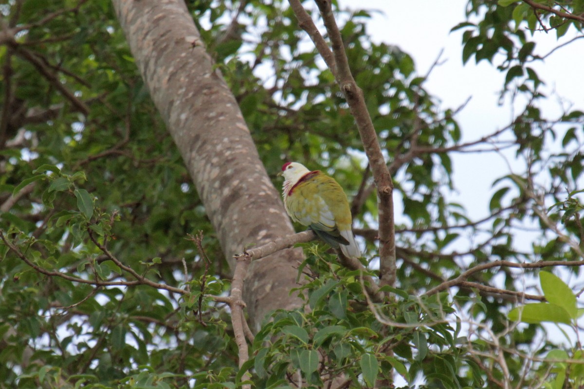 Many-colored Fruit-Dove - ML62653071