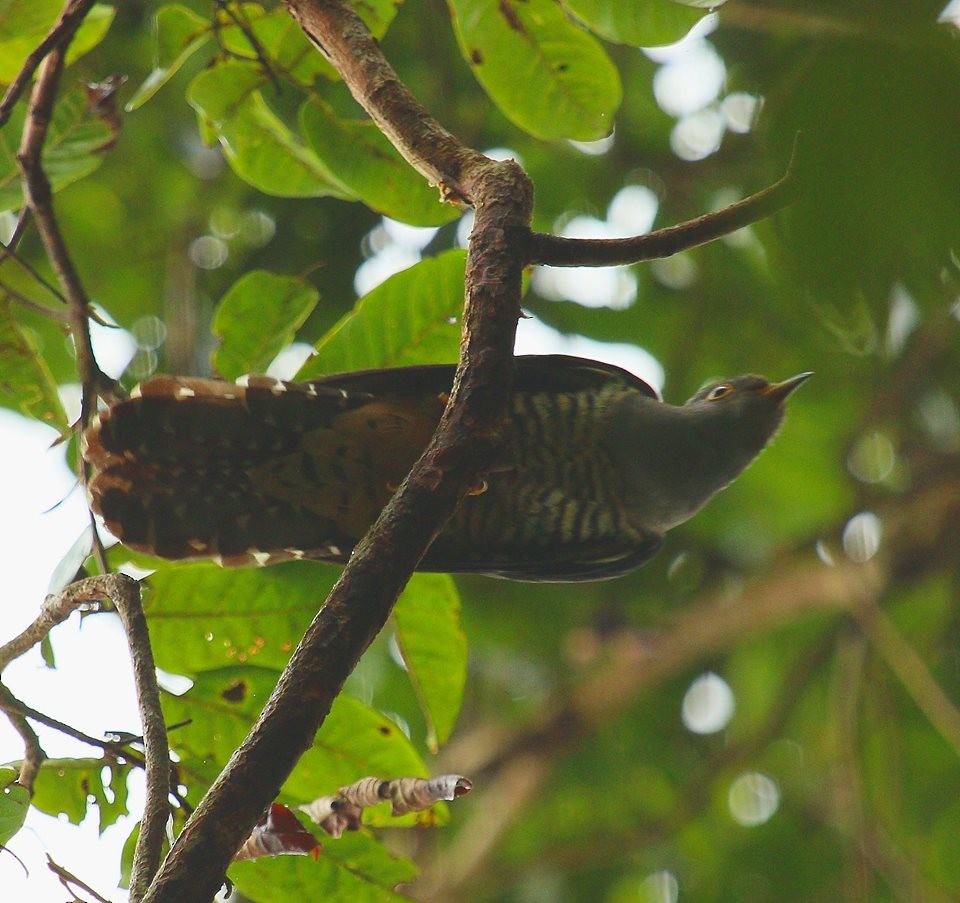 Sunda Cuckoo - Gopi Krishna