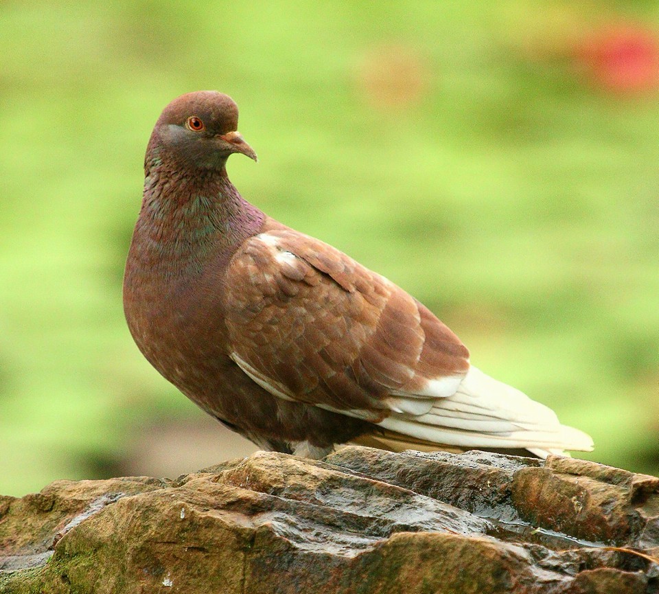 Rock Pigeon (Feral Pigeon) - Gopi Krishna