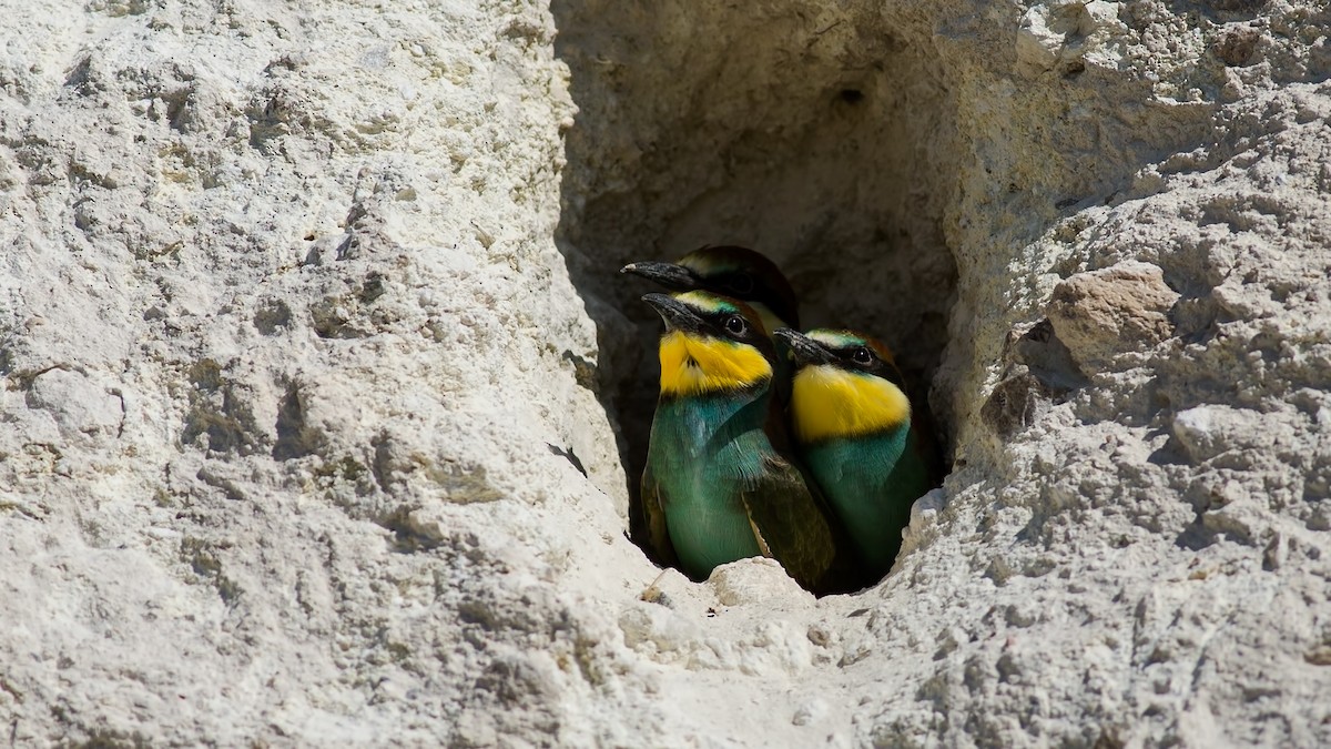 European Bee-eater - Sezai Goksu