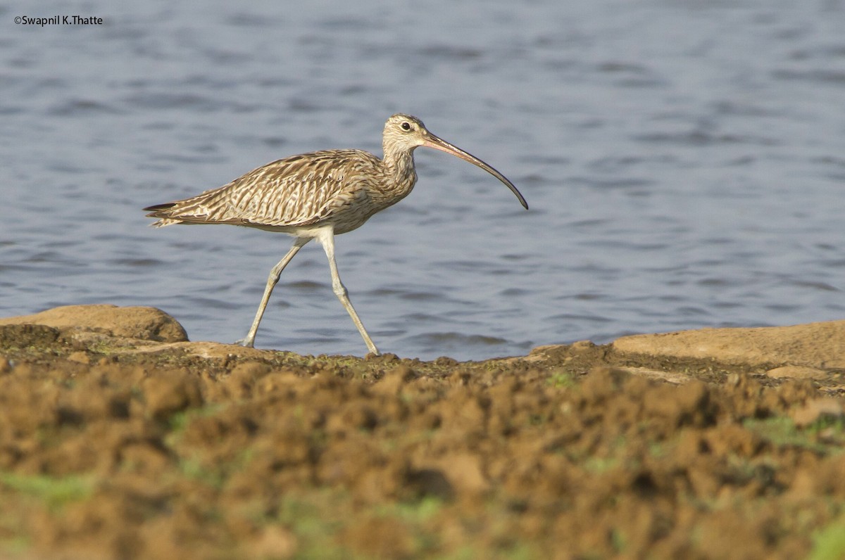 Eurasian Curlew - Swapnil Thatte
