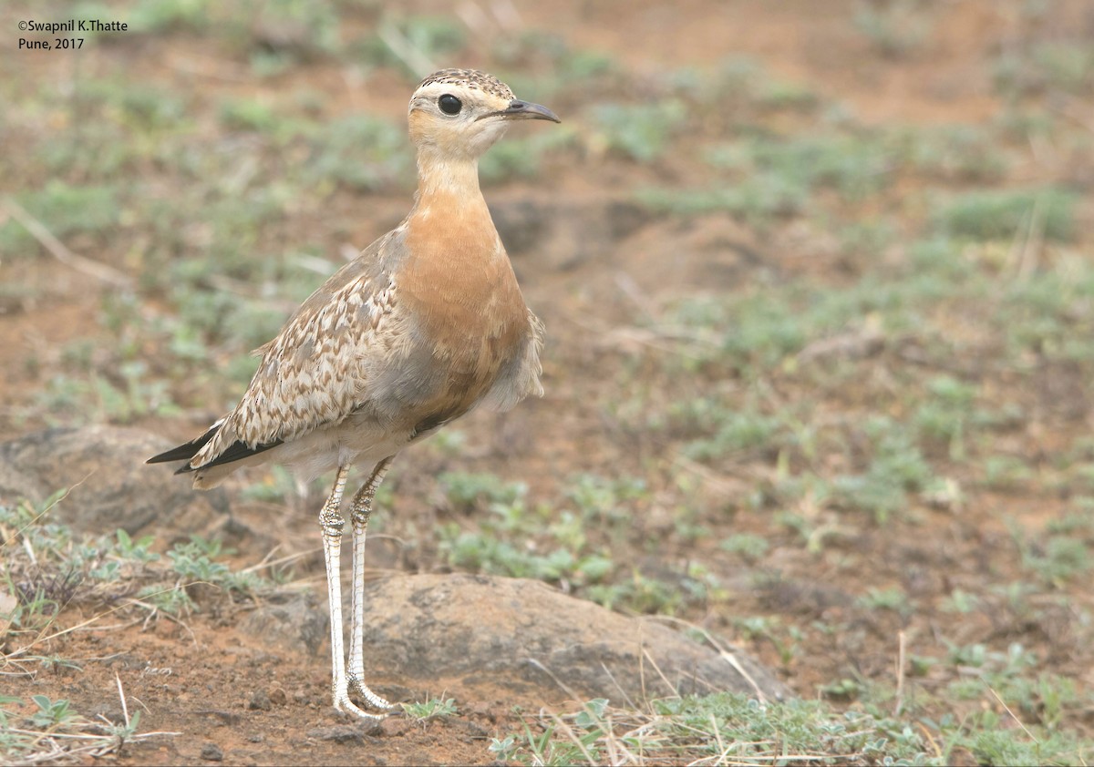 Indian Courser - Swapnil Thatte