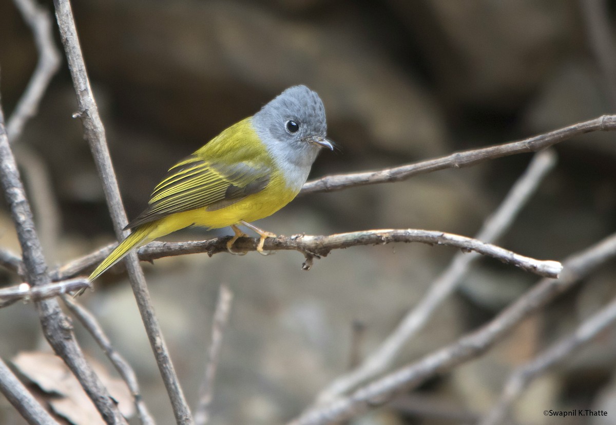 Gray-headed Canary-Flycatcher - Swapnil Thatte