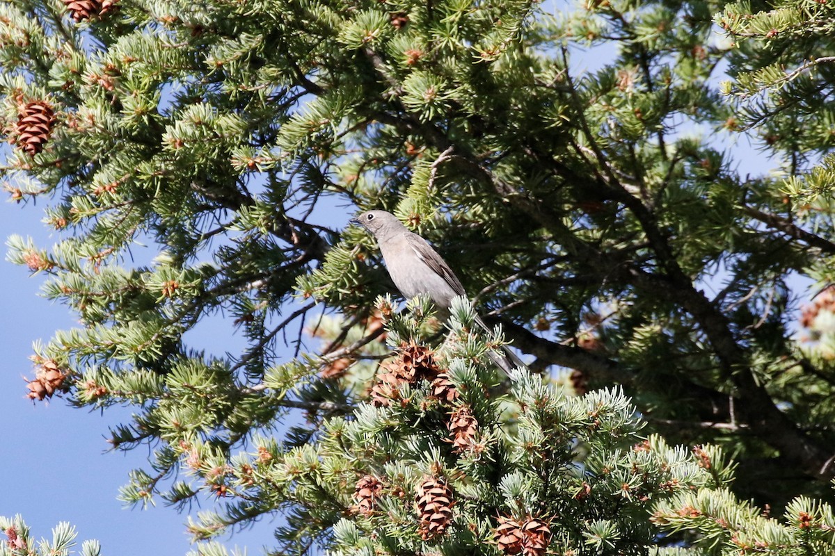 Townsend's Solitaire - ML62658401