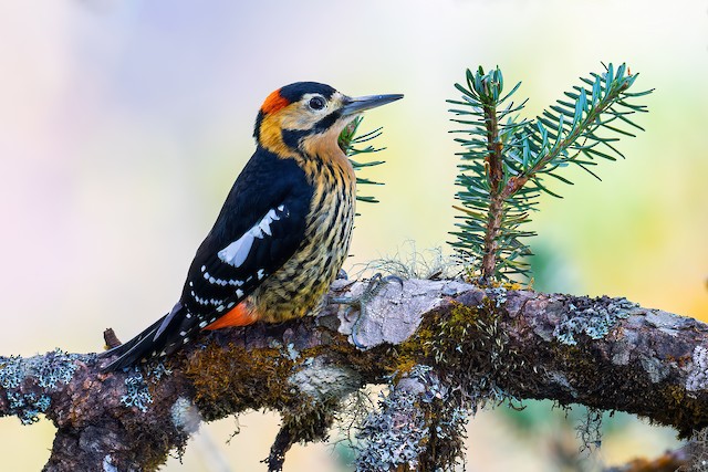 Darjeeling Woodpecker ML626595481