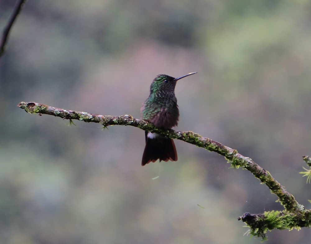 Green-bellied Hummingbird - ML62660621