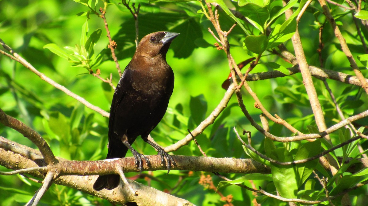 Brown-headed Cowbird - Eric Walther