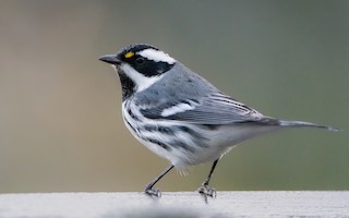 Black-throated Gray Warbler