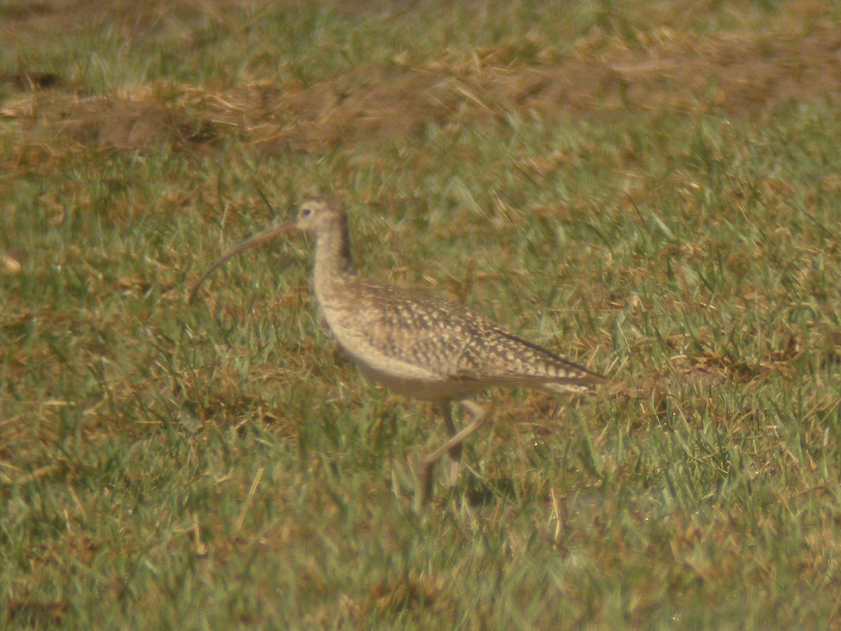 Long-billed Curlew - Mike Grant