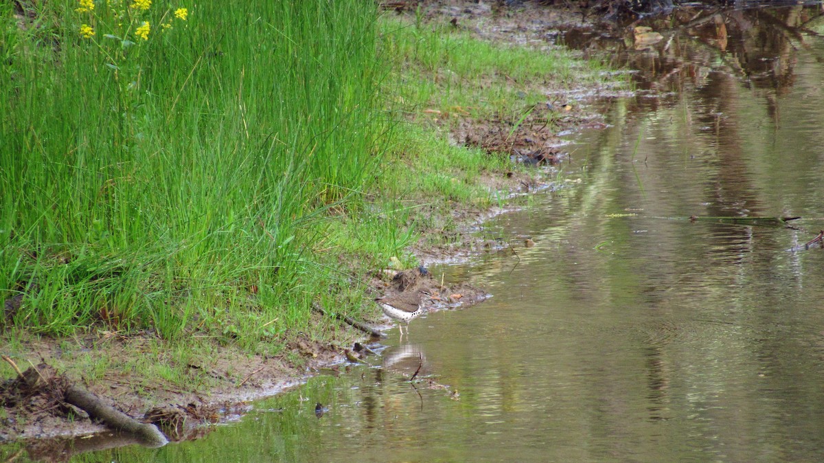 Spotted Sandpiper - Eric Walther