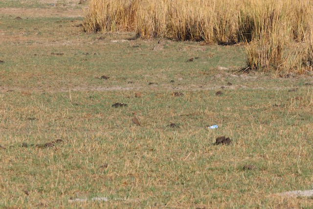 Habitat: Seasonally inundated grassland on floodplains. - Temminck's Courser - 
