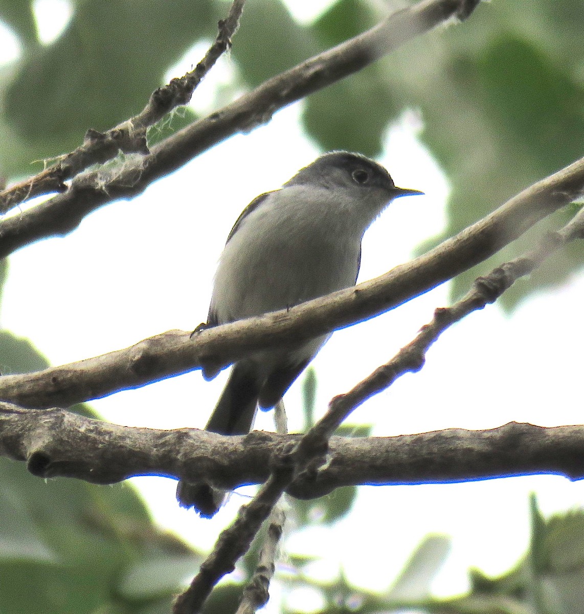Blue-gray Gnatcatcher (obscura Group) - ML62670801