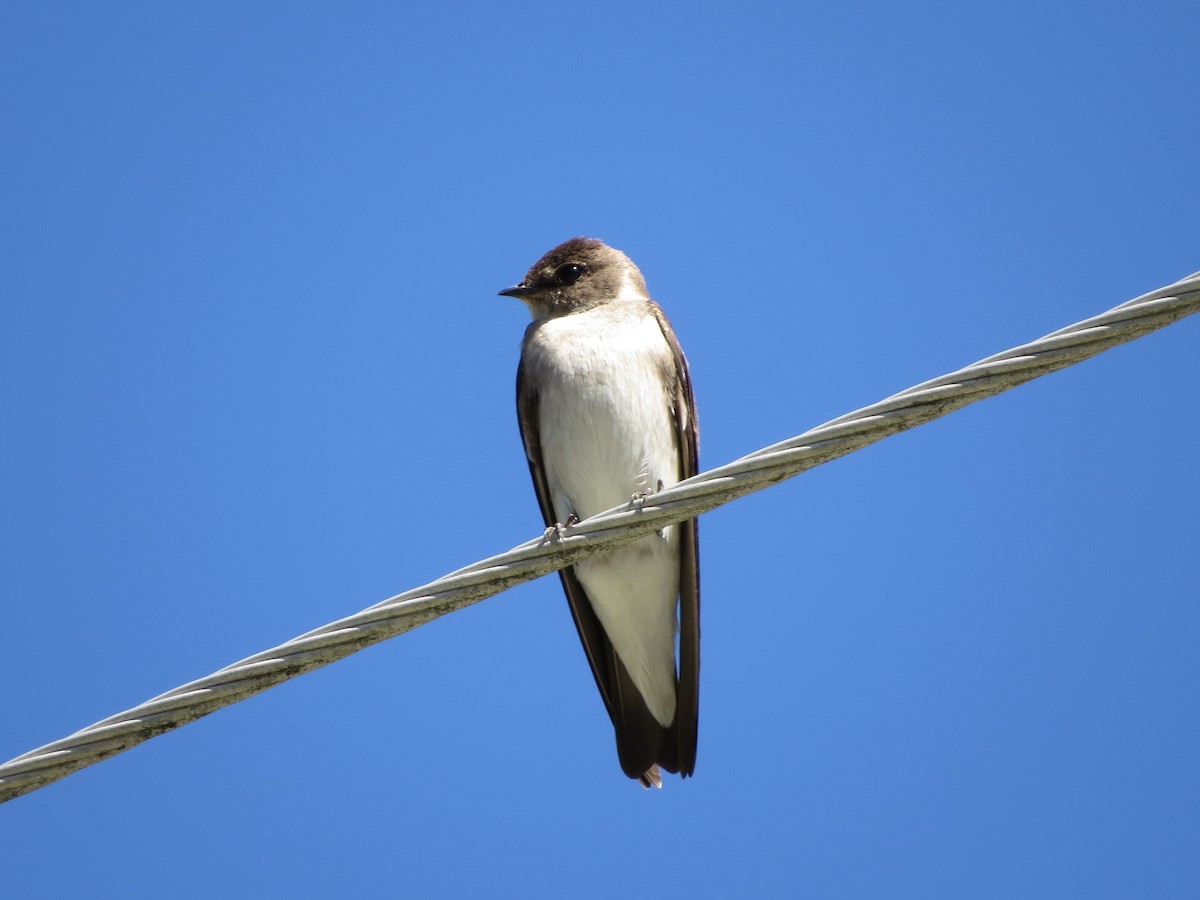 Tree Swallow - Bill Nolting