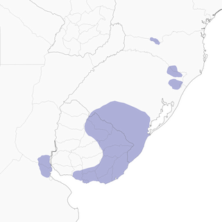 Distribution of the Straight-billed Reedhaunter - Range Map
