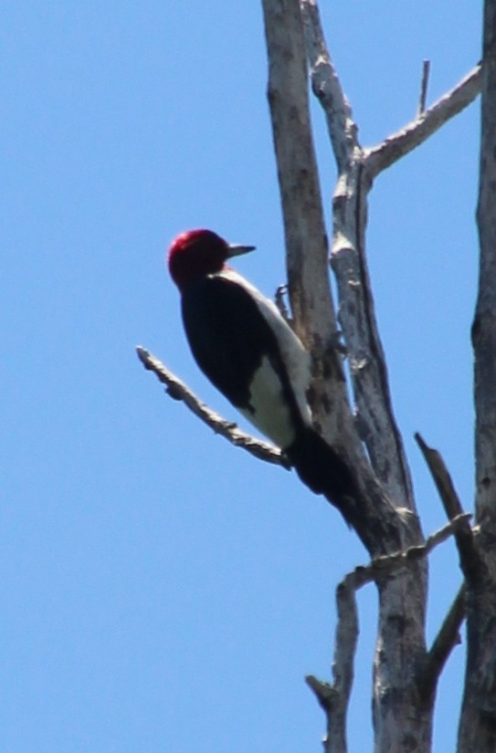 Red-headed Woodpecker - Valerie Klumper