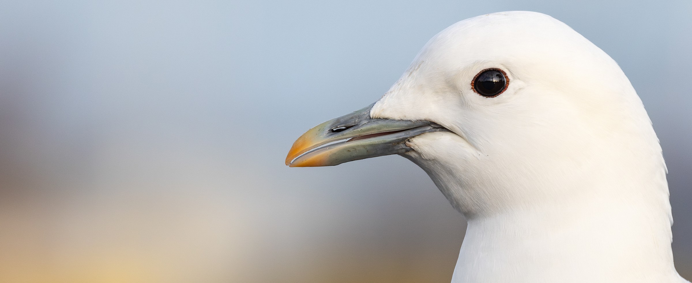 Ivory Gull