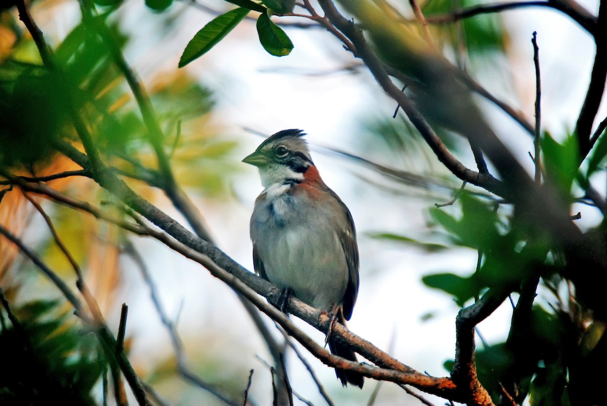 Rufous-collared Sparrow - Leonardo Merçon / Instituto Últimos Refúgios