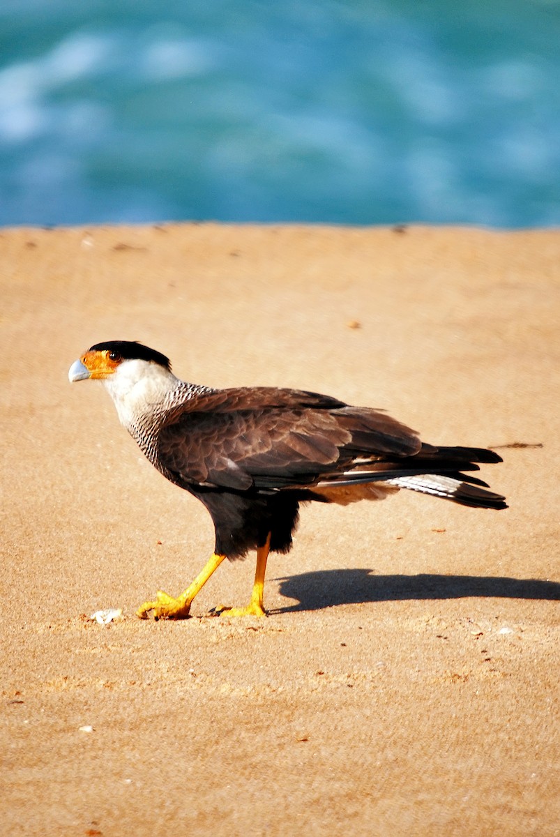 Crested Caracara (Southern) - ML62673641