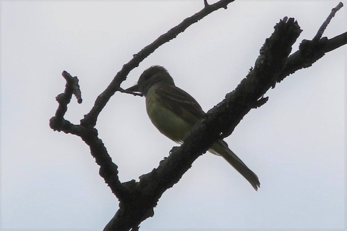 Great Crested Flycatcher - ML62673791