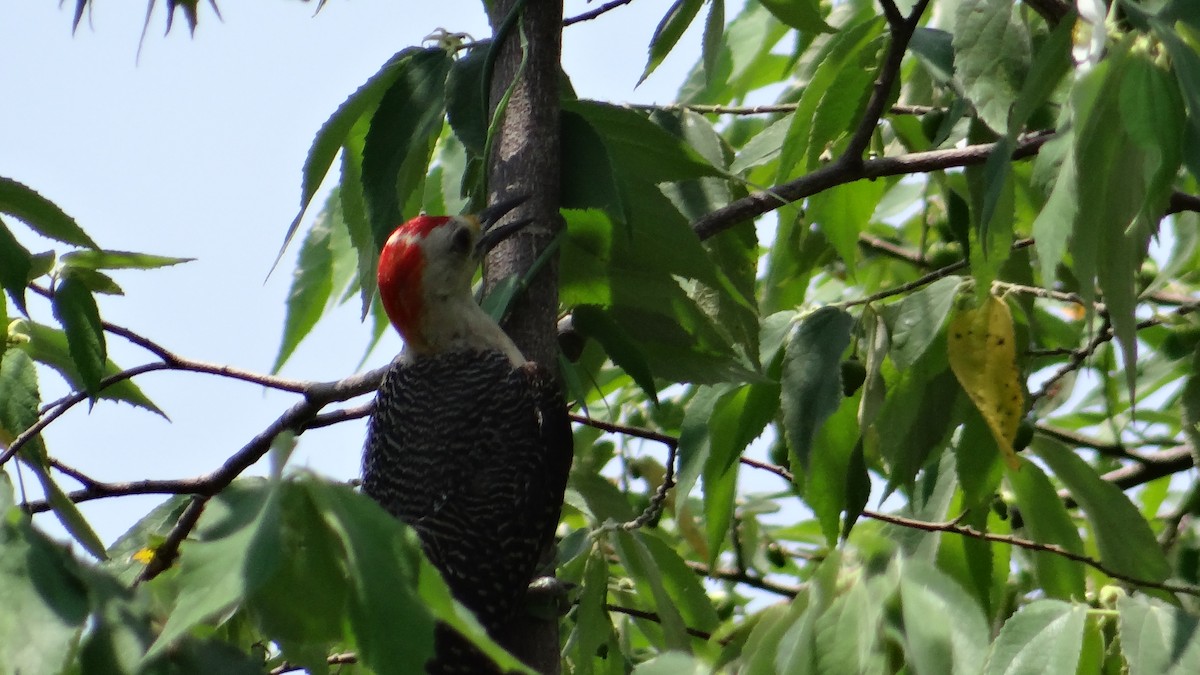 Golden-fronted Woodpecker - Aurelio Molina Hernández