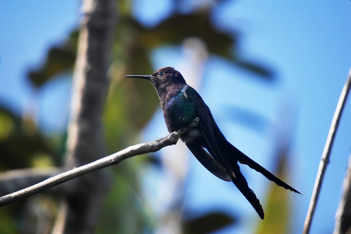 Swallow-tailed Hummingbird - Leonardo Merçon / Instituto Últimos Refúgios