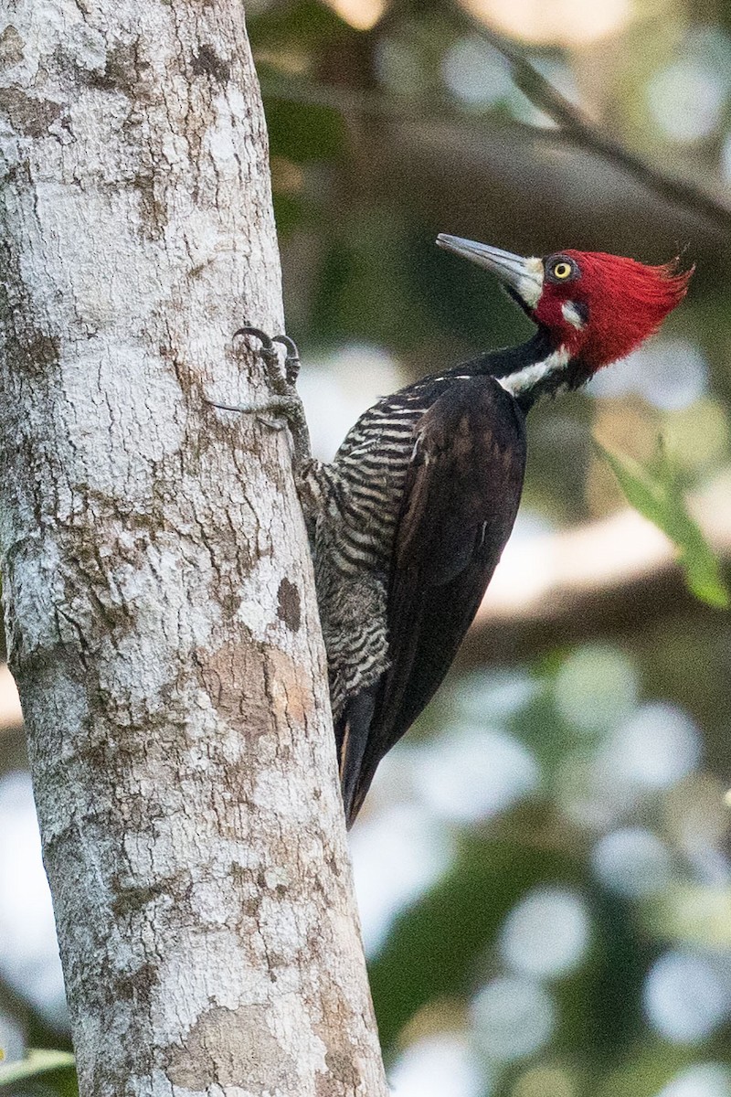 Crimson-crested Woodpecker - Eric VanderWerf