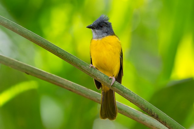 Gray-headed Tanager