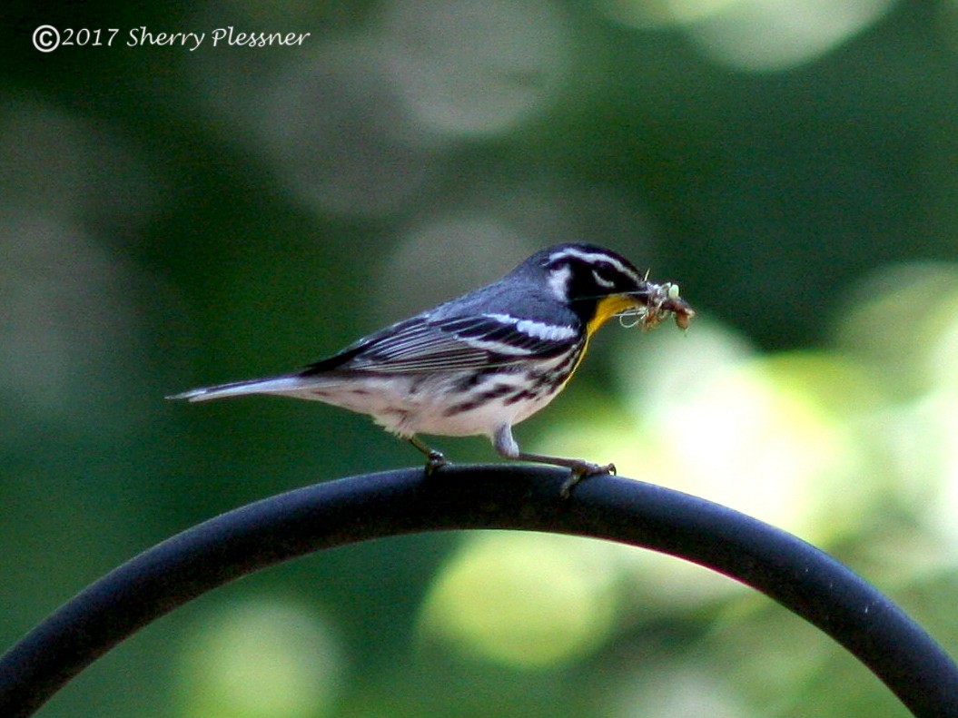 Yellow-throated Warbler - Sherry Plessner