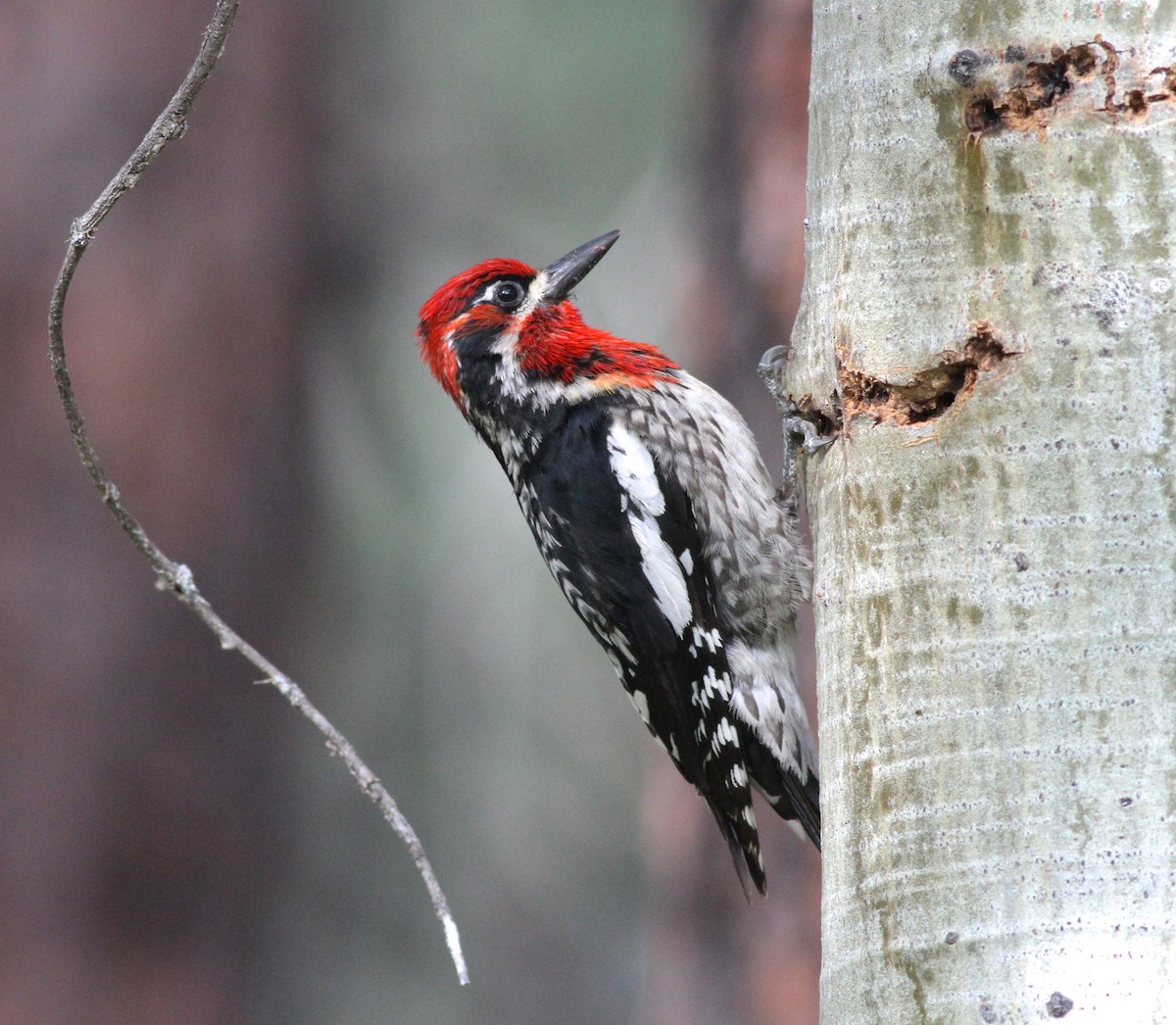 Red-naped x Red-breasted Sapsucker (hybrid) - Shawn Billerman