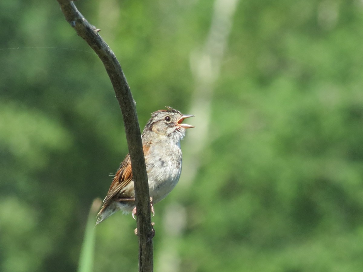Swamp Sparrow - Nicole Leblanc