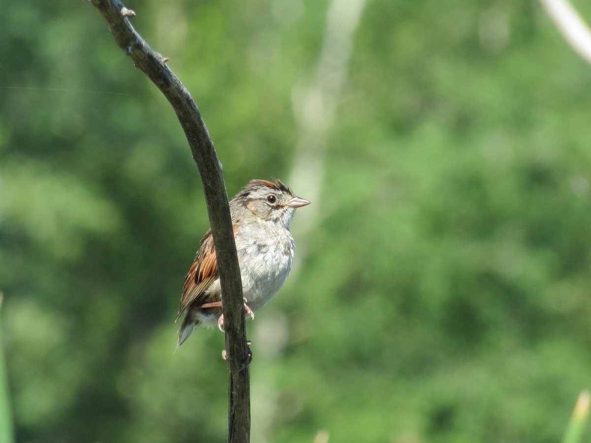 Swamp Sparrow - ML62678671