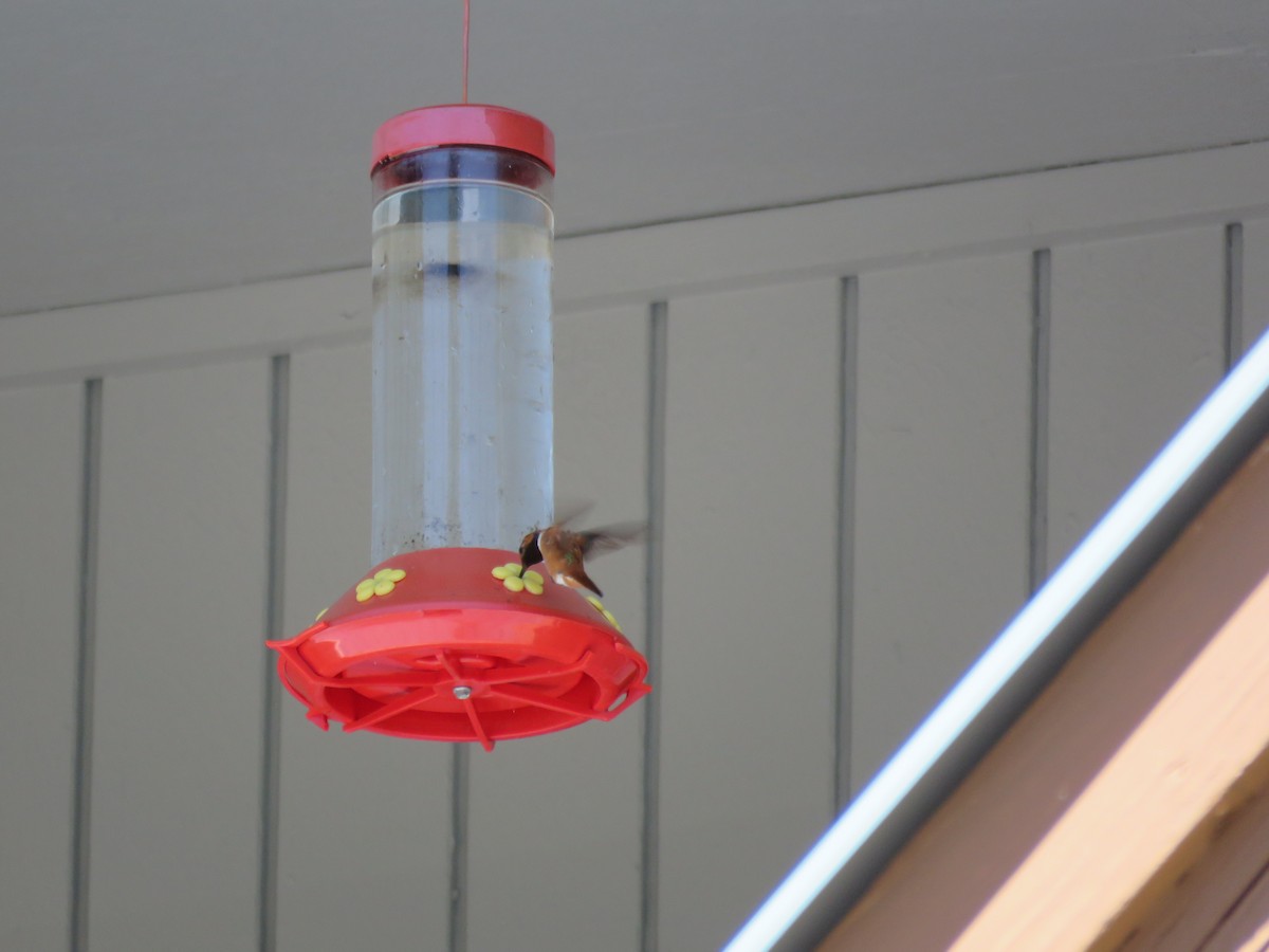 Rufous Hummingbird - ML62679811