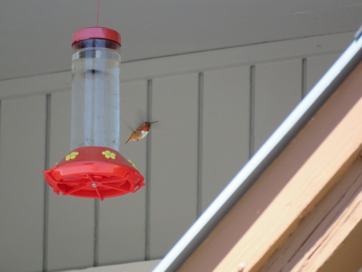 Rufous Hummingbird - ML62679831