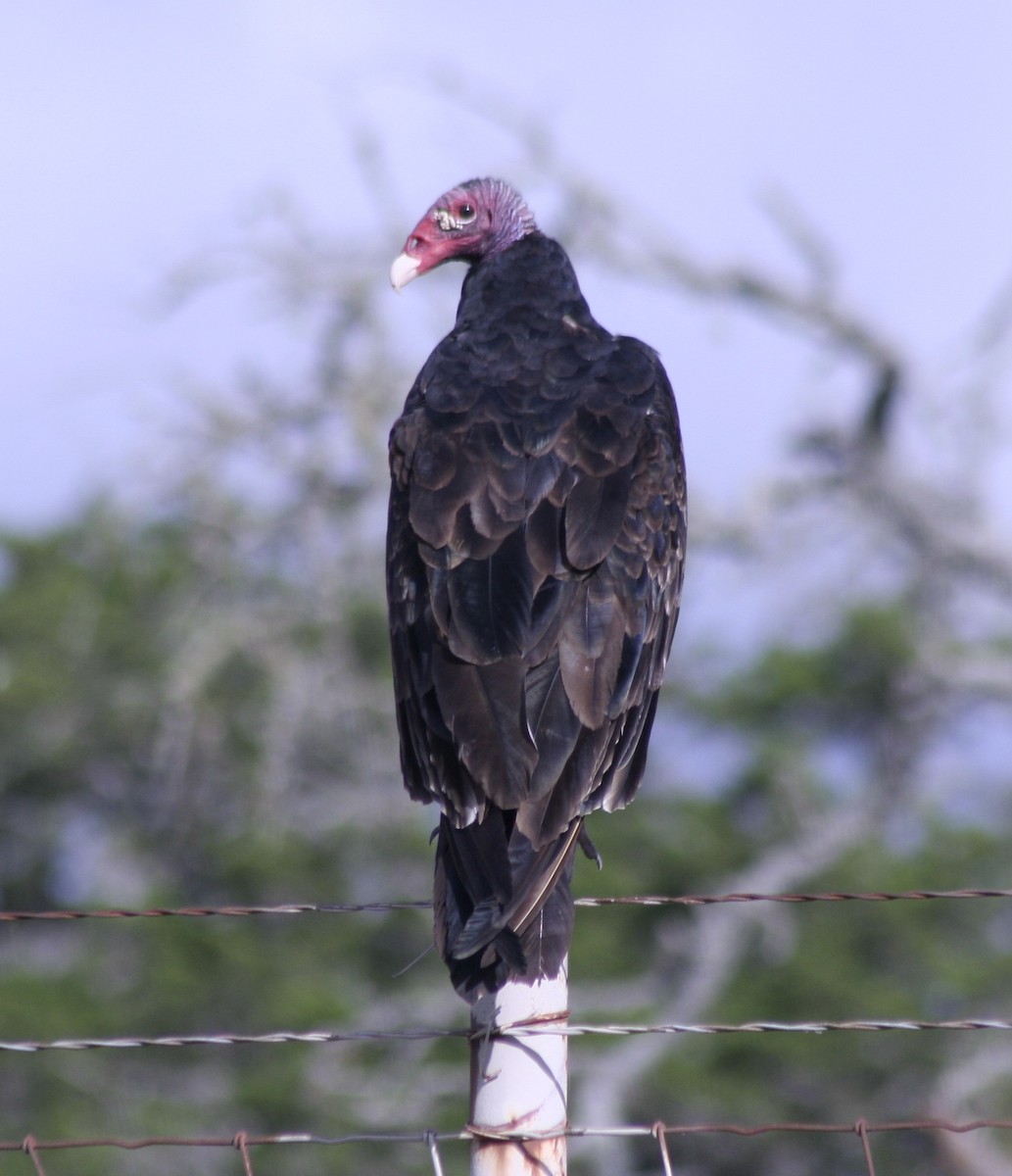 Turkey Vulture - Paul Sellin