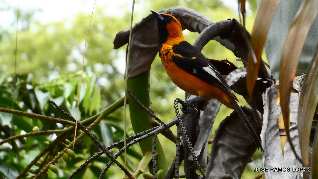 Spot-breasted Oriole - ML62681401