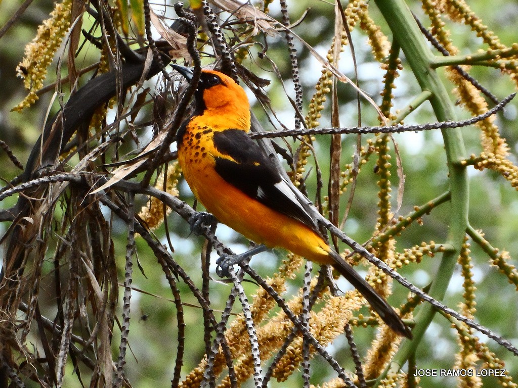 Spot-breasted Oriole - ML62681411