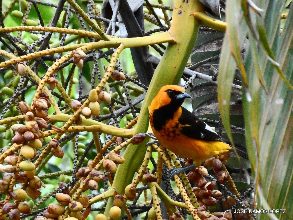 Spot-breasted Oriole - ML62681421