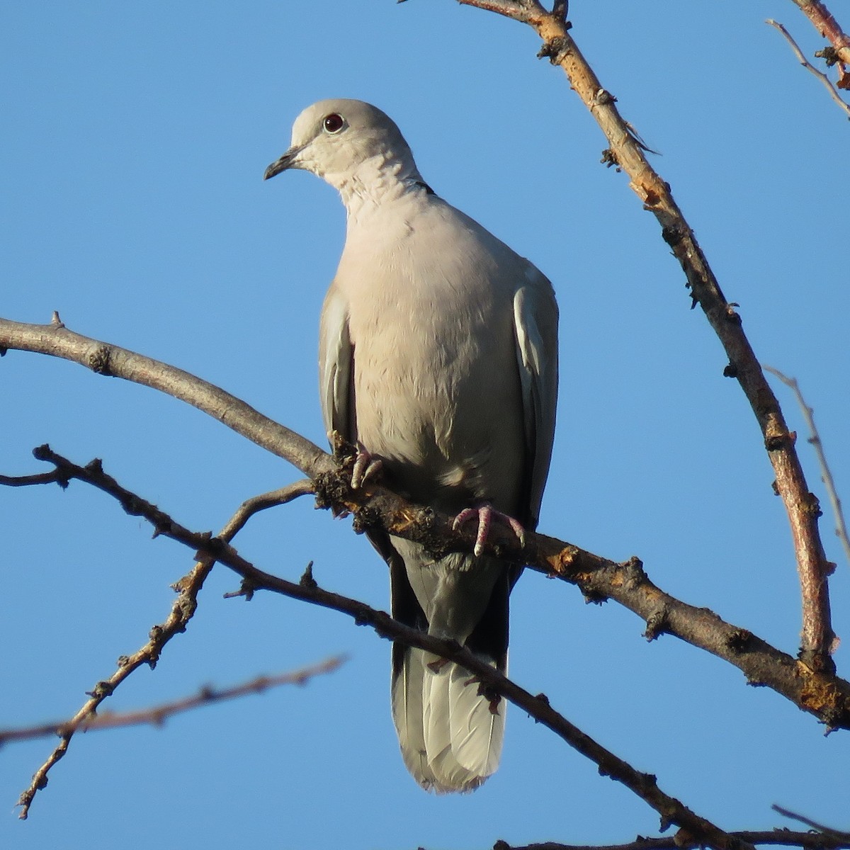 Eurasian Collared-Dove - ML62683921