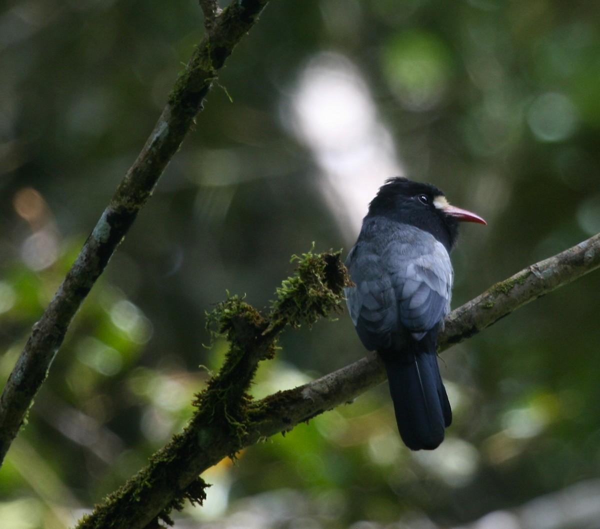 White-fronted Nunbird (Pale-winged) - ML62685011