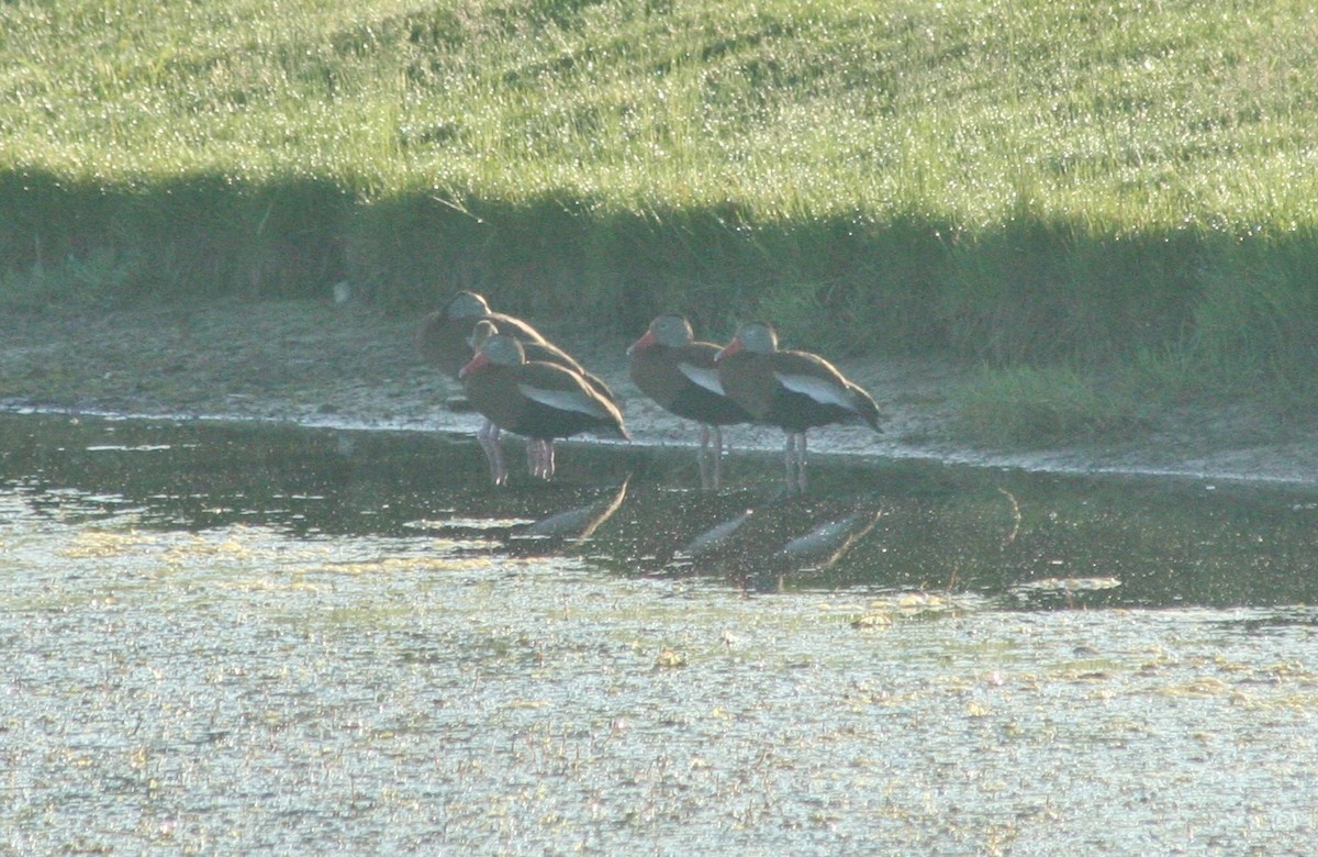 Black-bellied Whistling-Duck - Patricia and Richard Williams