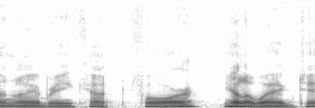 Bergeronnette de Béringie (tschutschensis/plexa) - ML62686