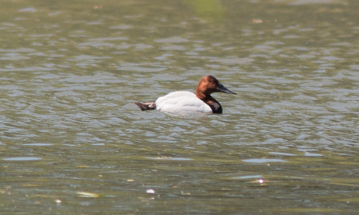 Canvasback - Joel Strong