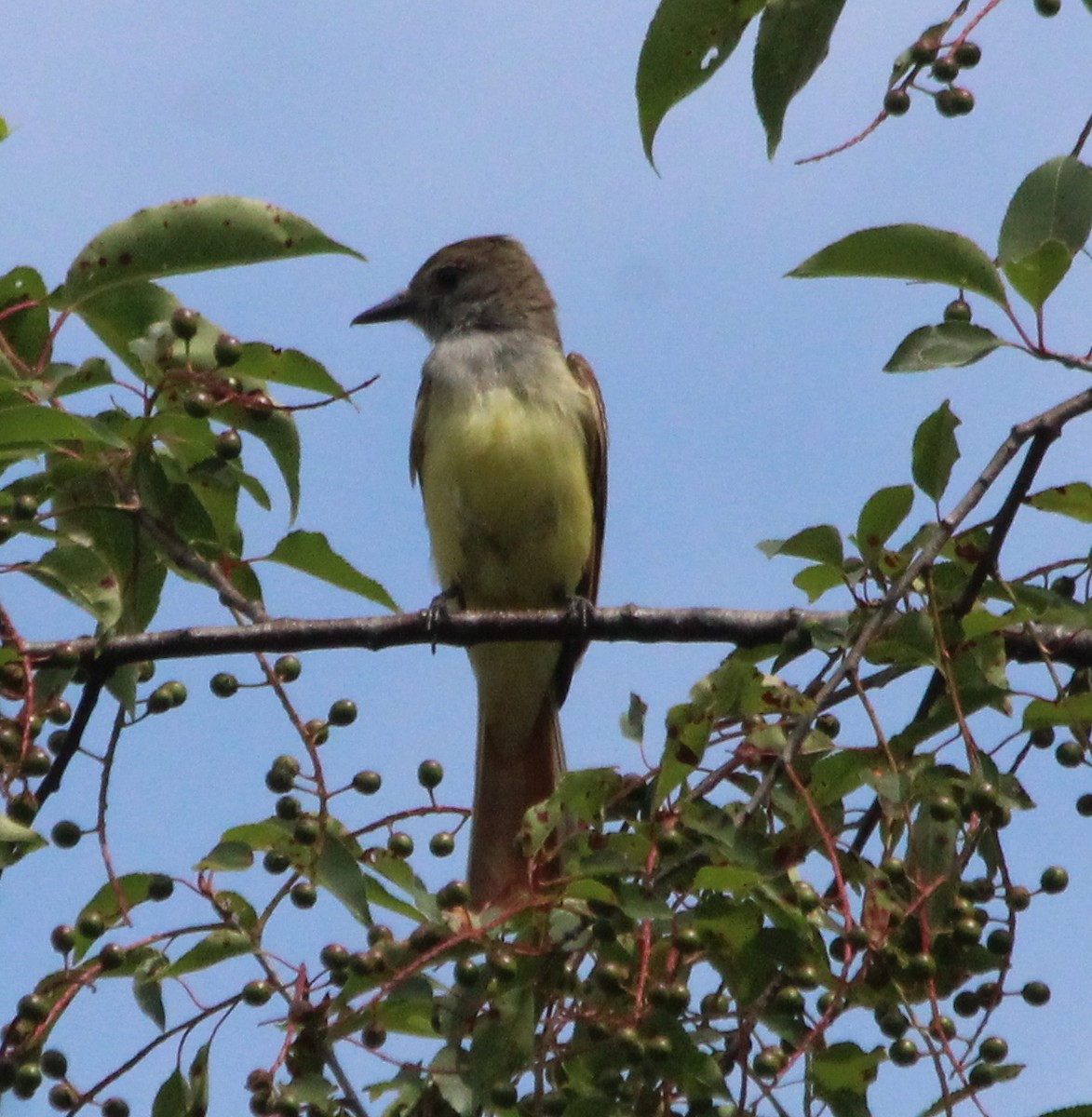 Great Crested Flycatcher - kevin dougherty