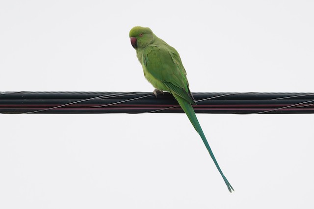 Rose-ringed Parakeet