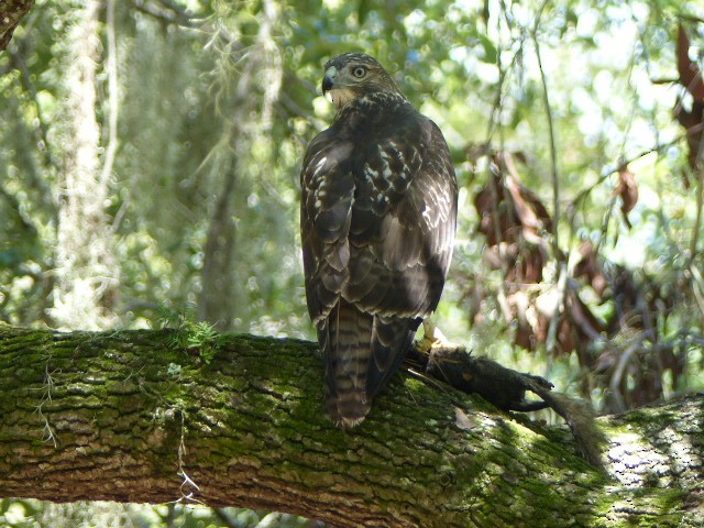 Red-tailed Hawk - ML62688381