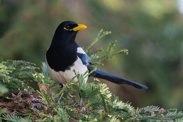 Yellow-billed Magpie