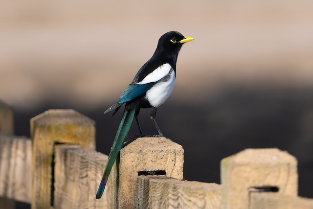 Yellow-billed Magpie