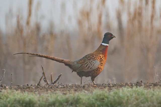 Ring-necked Pheasant