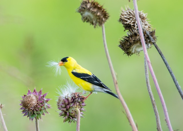 Diet and Foraging - American Goldfinch - Spinus tristis - Birds of the World
