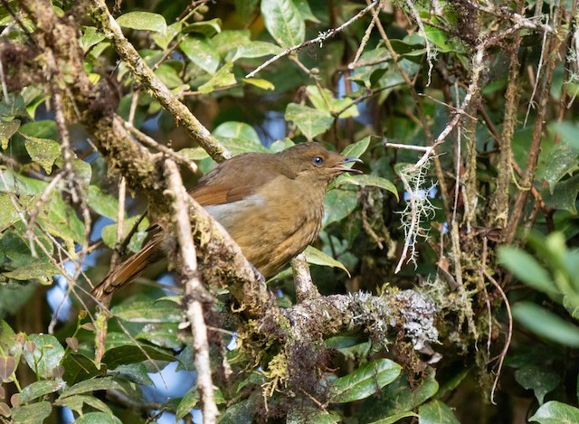 Female. - Crested Satinbird (Red) - 